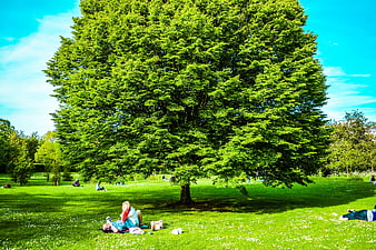 People relaxing on grass under large tree in sunny park