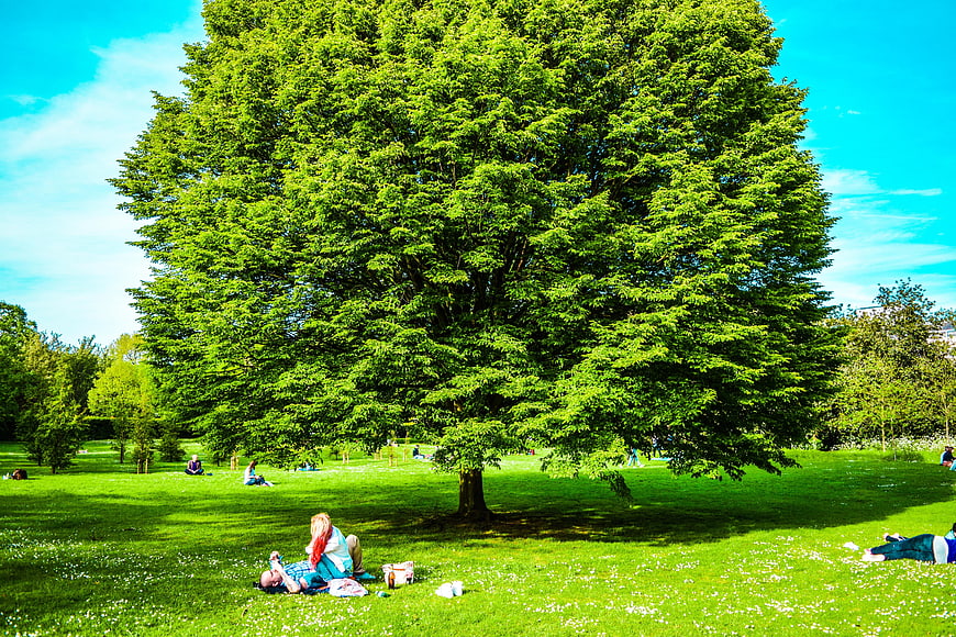 People relaxing on grass under large tree in sunny park