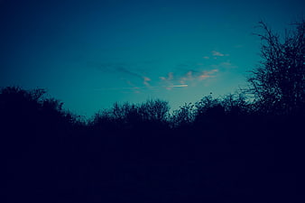 Silhouette of Trees Against Blue Twilight Sky with Contrail