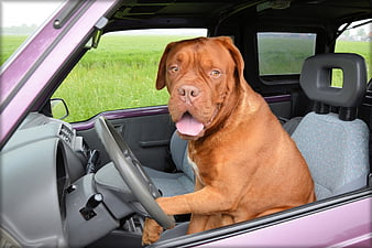 Dogue de Bordeaux sitting in driver seat of car