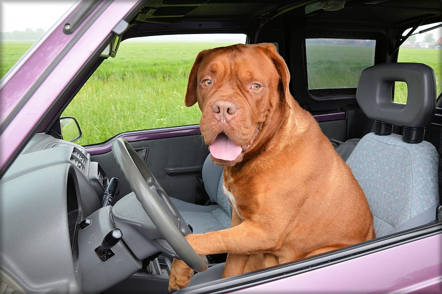 Dogue de Bordeaux sitting in driver seat of car