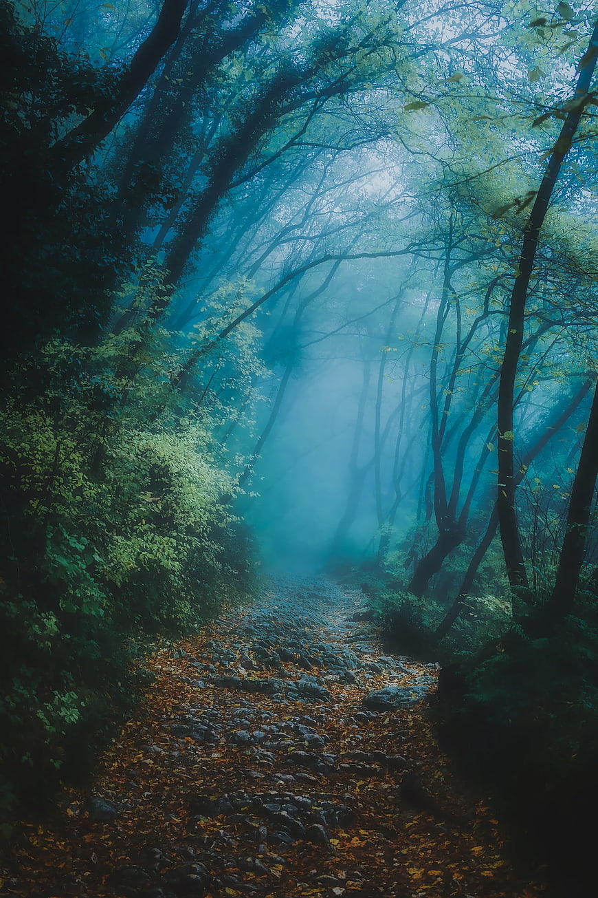 Misty Forest Path With Sunbeams And Autumn Leaves