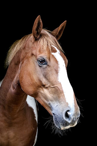 Close-up portrait of a brown and white horse head on black background