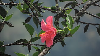 Vibrant Pink Hibiscus Flower on Branch with Green Leaves