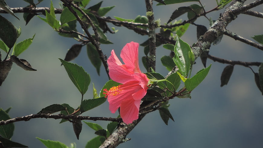Vibrant Pink Hibiscus Flower on Branch with Green Leaves