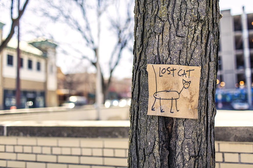 Lost Cat Sign on Tree in Urban Street Setting