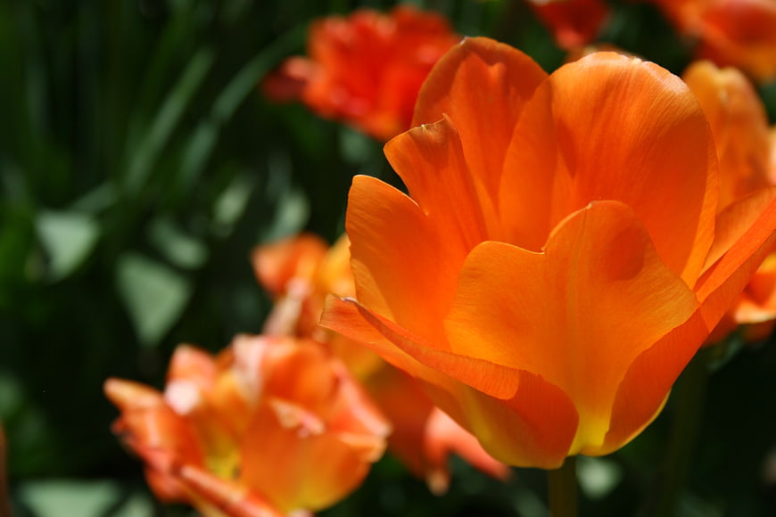 Close-up of vibrant orange tulip in sunlight