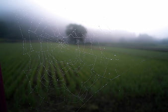 Dew-covered spiderweb in misty green field