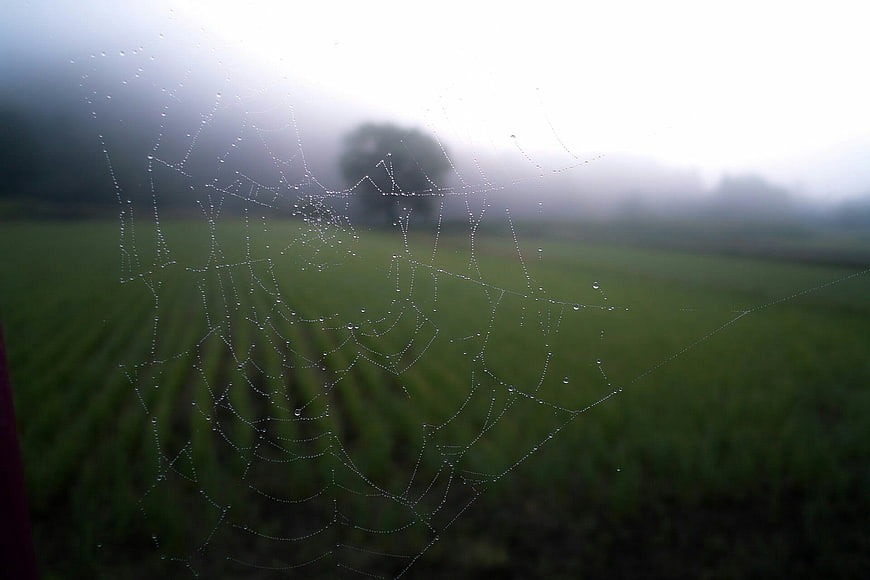 Dew-covered spiderweb in misty green field