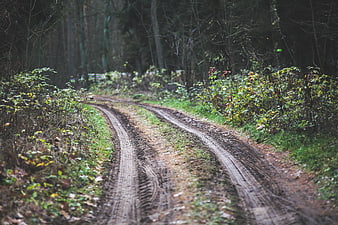 Muddy forest road with tire tracks in autumn woods