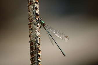 Green Damselfly Perched on Rusty Metal Rod