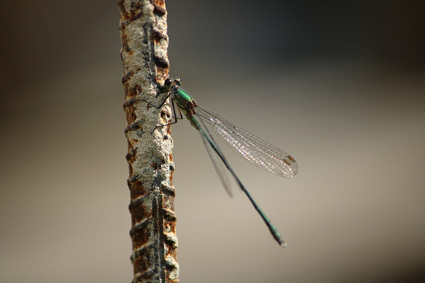 Green Damselfly Perched on Rusty Metal Rod