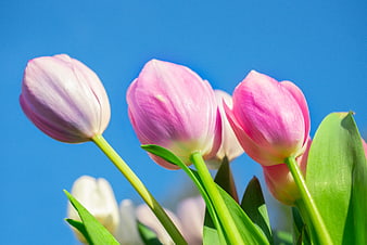Pink and White Tulips Against Blue Sky