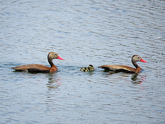 Two adult ducks and a duckling swimming in a calm lake