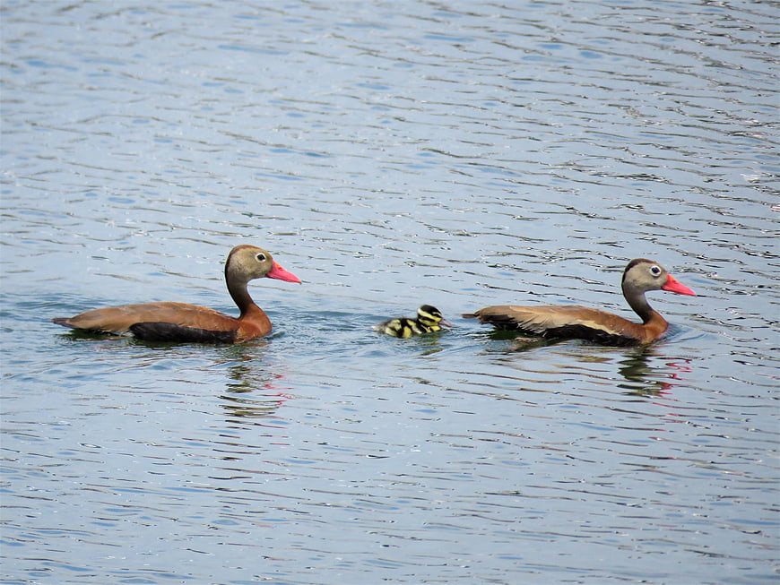 Two adult ducks and a duckling swimming in a calm lake
