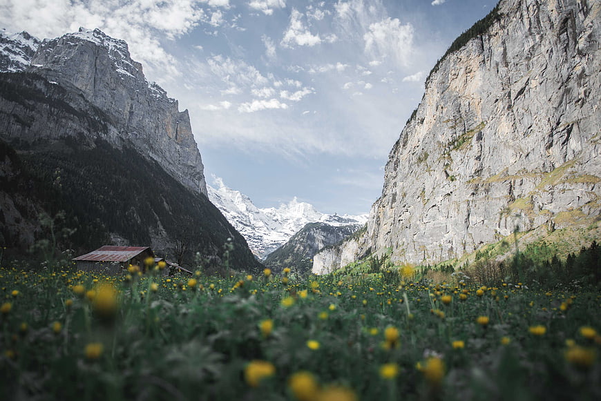 Yellow Wildflowers in Alpine Meadow with Snowy Peaks