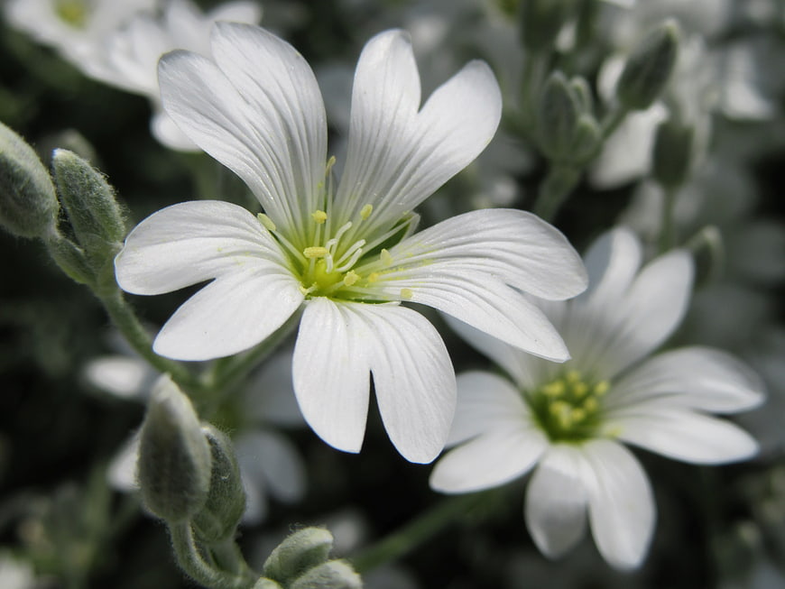Close-up of delicate white flowers with yellow centers