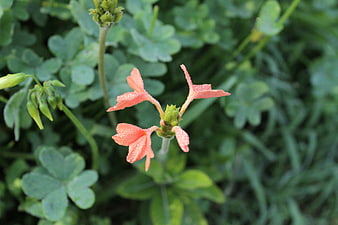 Close-up of Pink Salvia Flowers with Dew Drops