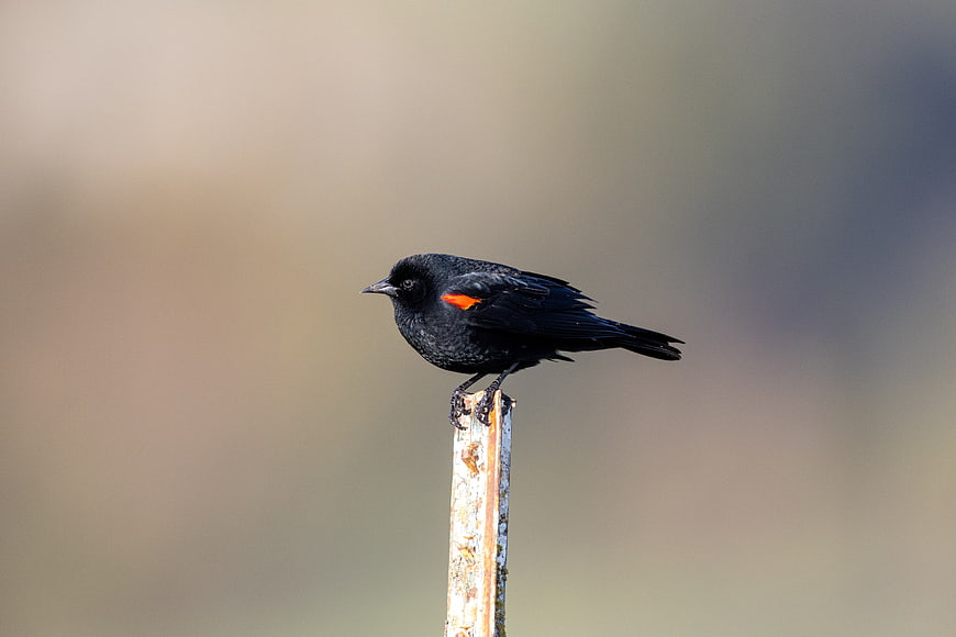Red-winged Blackbird Perched on Rusty Post