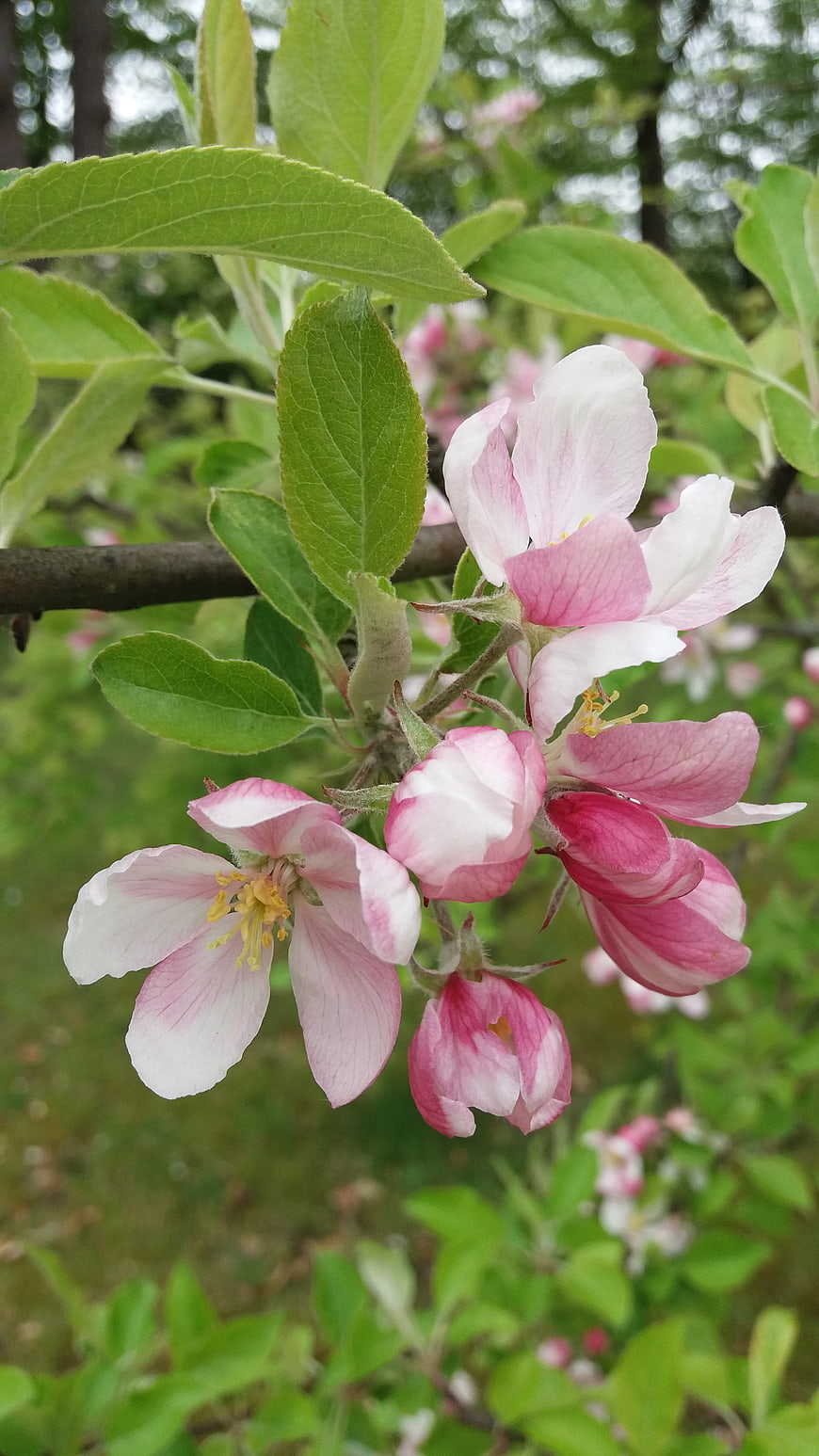 Pink and White Apple Blossoms on a Branch