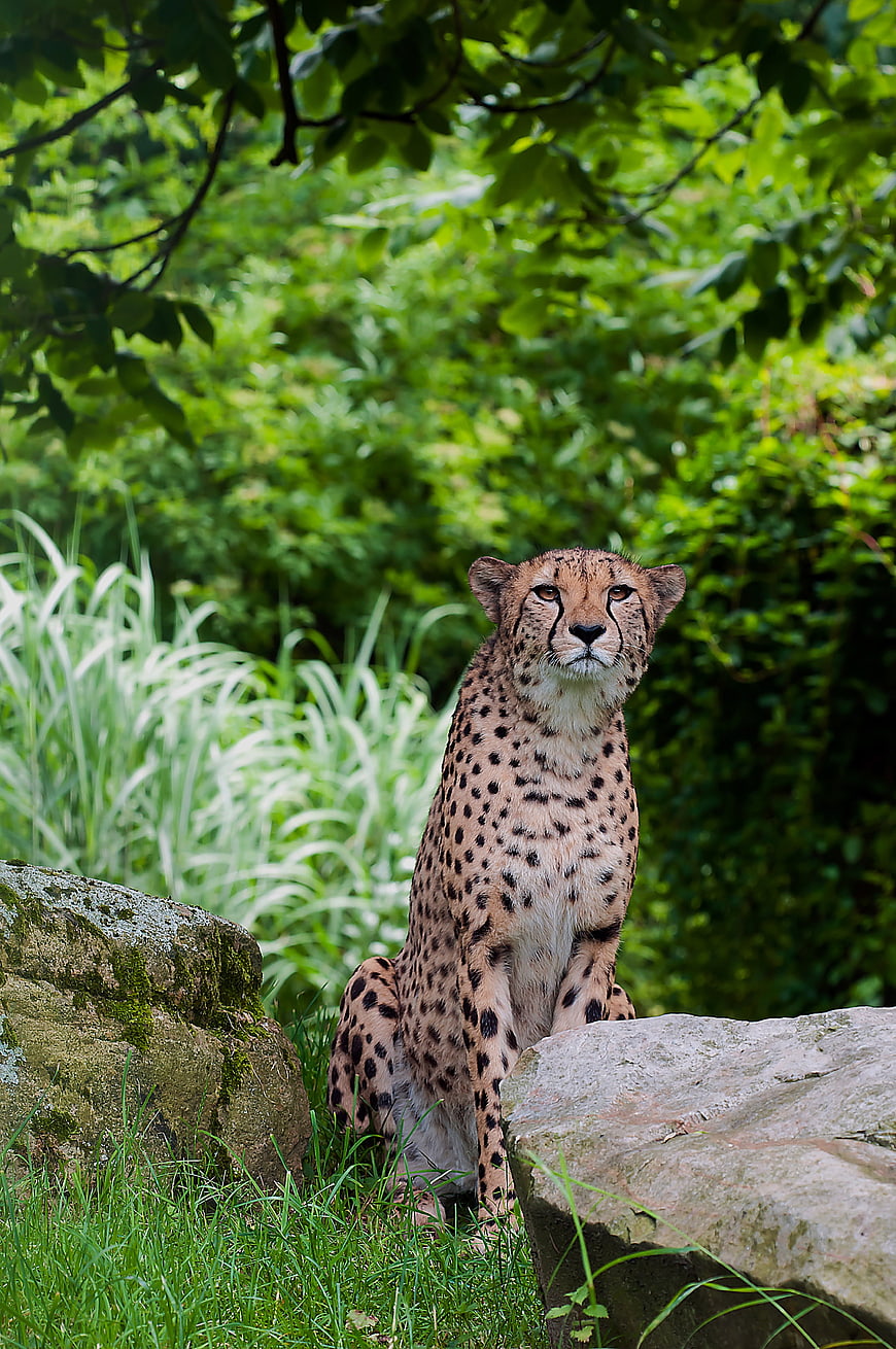 Cheetah Sitting on Rock in Green Forest