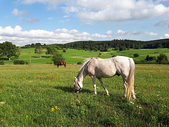 White Horse Grazing in Green Pasture with Blue Sky