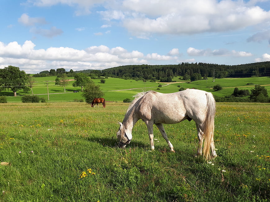 White Horse Grazing in Green Pasture with Blue Sky