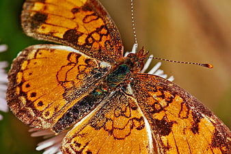 Macro Pearl Crescent Butterfly on White Flower