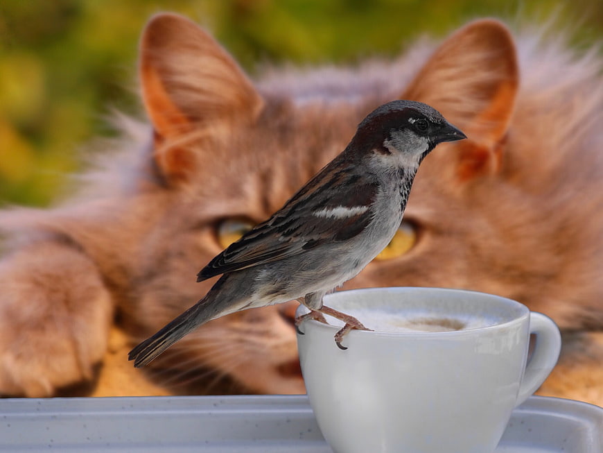 Sparrow perched on coffee cup with cat in background