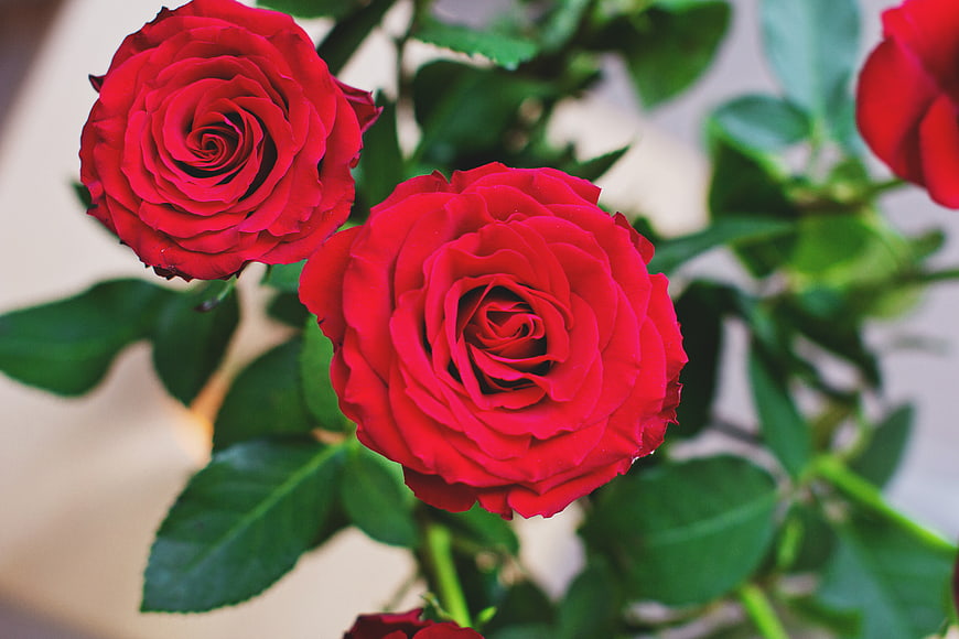 Close-up of vibrant red roses with green leaves