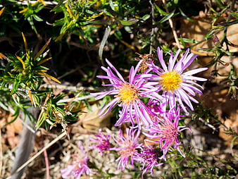 Close-up of purple aster flowers with yellow centers in nature
