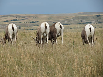 Bighorn Sheep Grazing in Tall Prairie Grass