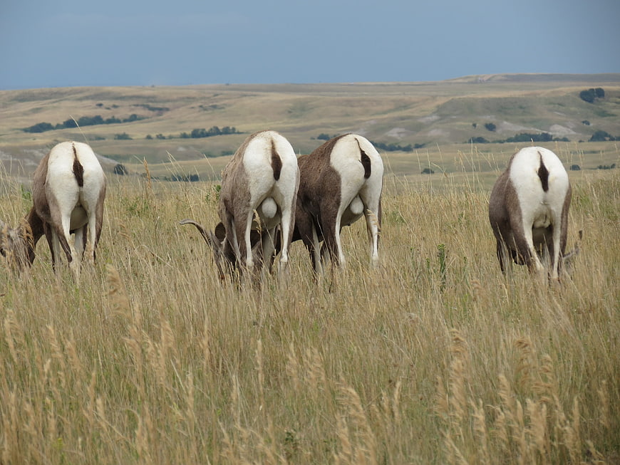 Bighorn Sheep Grazing in Tall Prairie Grass