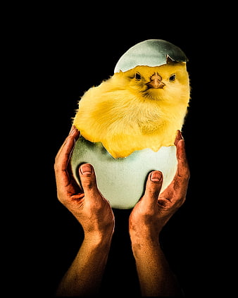 Cute yellow chick hatching from blue egg held in hands