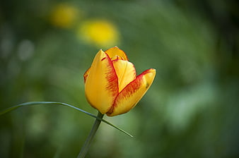 Yellow and Red Tulip Bud in Spring Garden