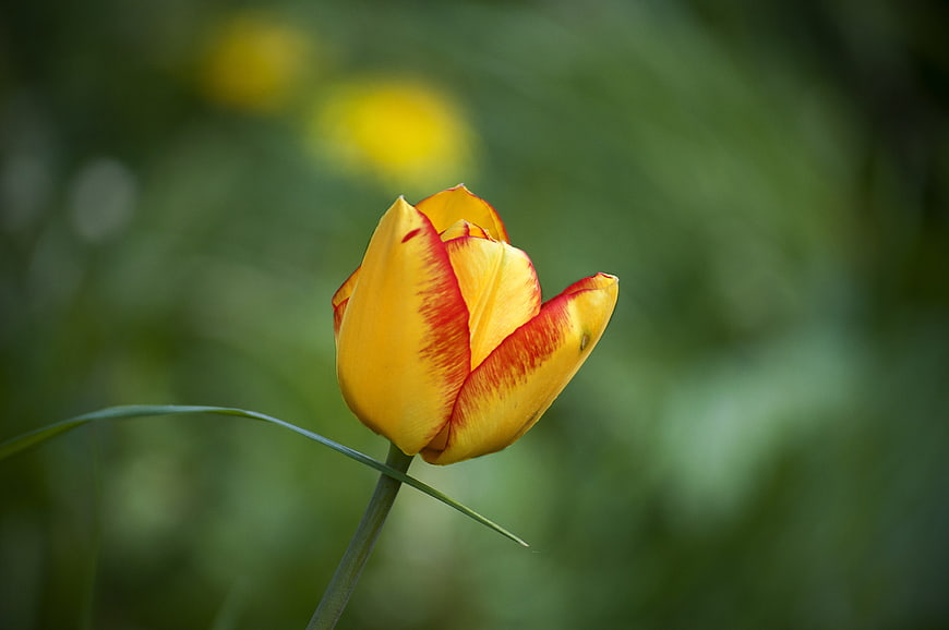 Yellow and Red Tulip Bud in Spring Garden
