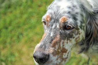 Close-up portrait of a speckled dog with brown eyes