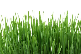 Fresh Green Grass Blades Isolated on White Background