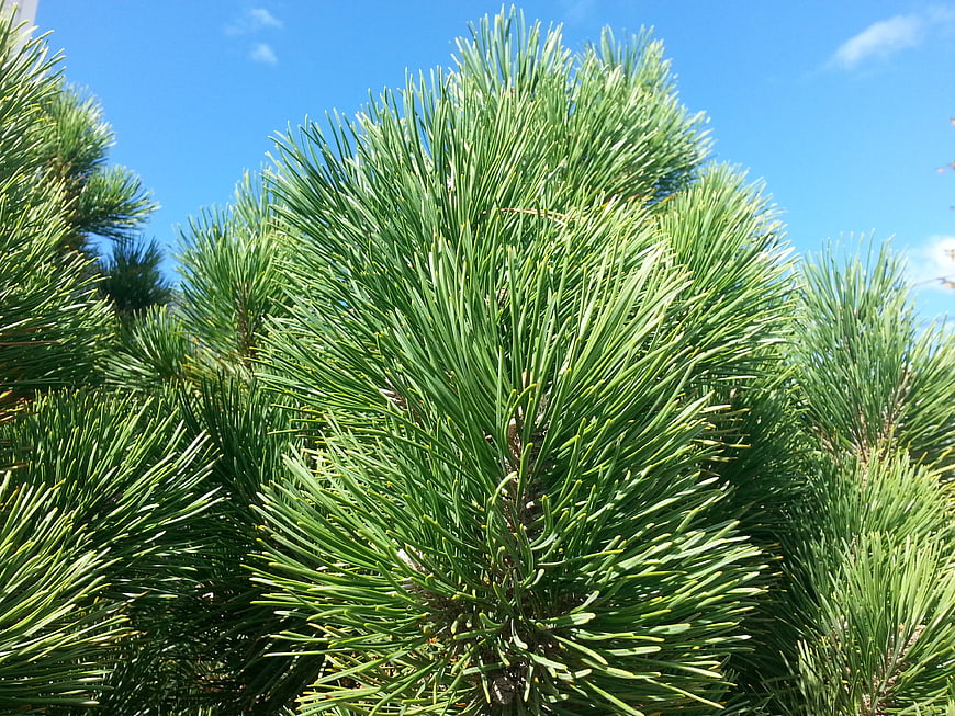 Close-up of green pine needles against a blue sky