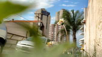 Small white flower blooming in urban city street background