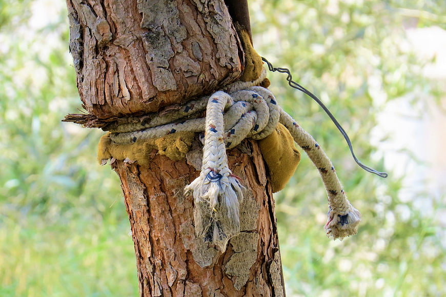 Close-up of weathered rope tied around a tree trunk