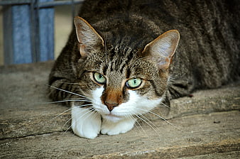 Close-up portrait of a tabby cat with green eyes on wood
