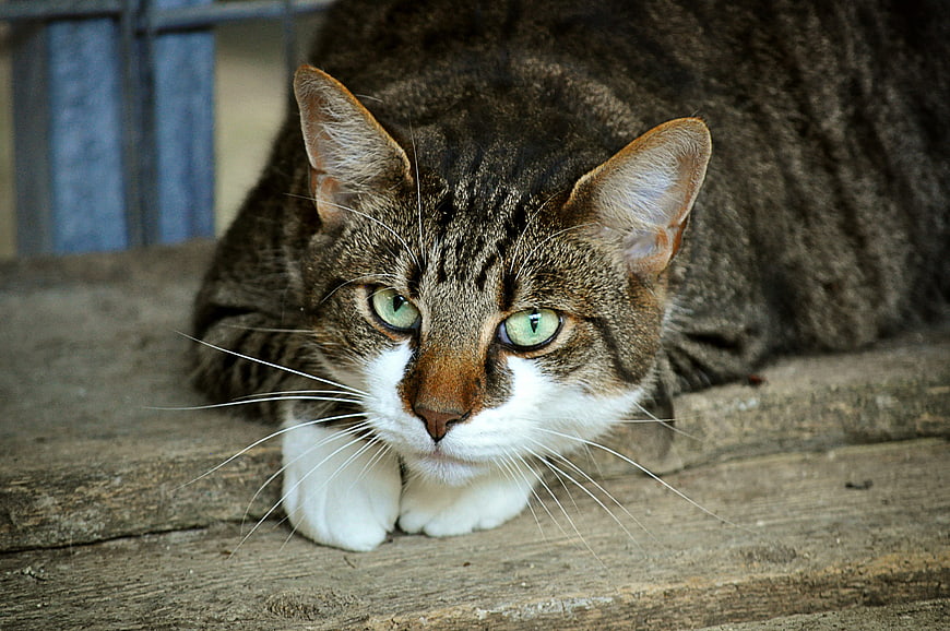 Close-up portrait of a tabby cat with green eyes on wood