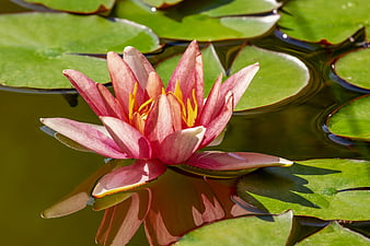 Pink Water Lily Floating on Green Pond Surface