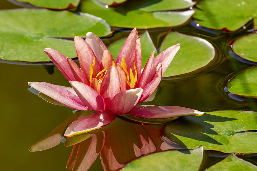 Pink Water Lily Floating on Green Pond Surface