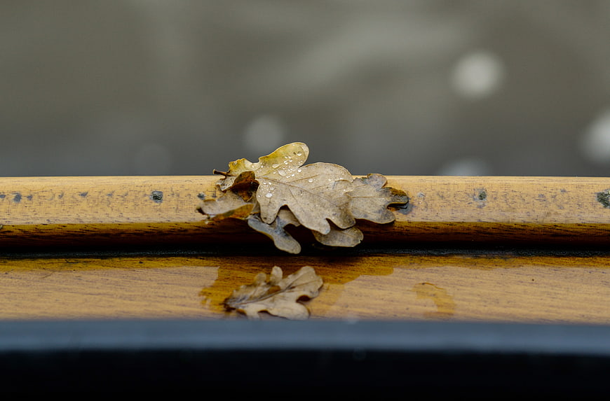 Wet autumn oak leaf resting on a wooden boat rail