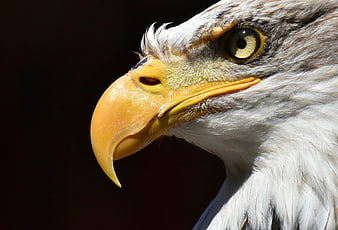 Close-up portrait of a bald eagle head with sharp yellow beak