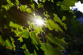 Sunlight shining through green maple leaves in nature