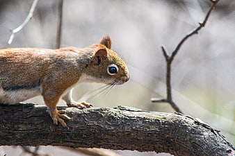 Close-up of a squirrel perched on a tree branch