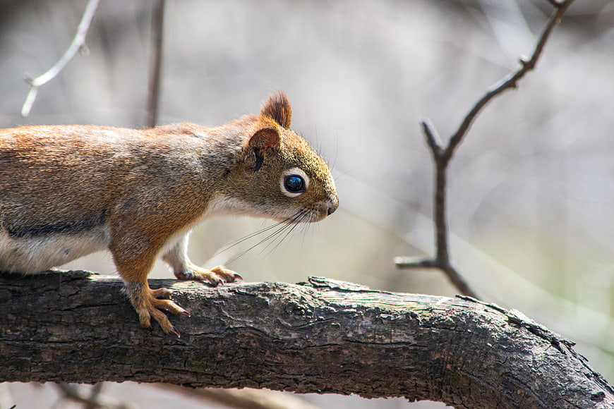 Close-up of a squirrel perched on a tree branch